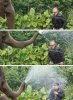 funny-pictures-dont-mess-with-elephant-441x600.jpg