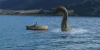 nessie-660.png