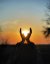 depositphotos_6197825-stock-photo-sunset-in-hands.jpg