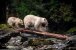 23e84d9c00000578-2867150-dinner_time_the_mother_and_the_cub_are_spirit_bears_or_kermode_b-a-7_...jpg