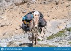 domestic-donkey-duty-carrying-cargo-saddle-fann-mountains-tajikistan-domestic-donkey-duty-1845...jpg