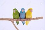 67668404-three-birds-stand-on-the-branch-with-white-background-.jpg