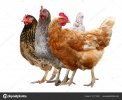 depositphotos_231179498-stock-photo-three-chickens-brown-hen-isolated.jpg