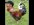 cock.jpg